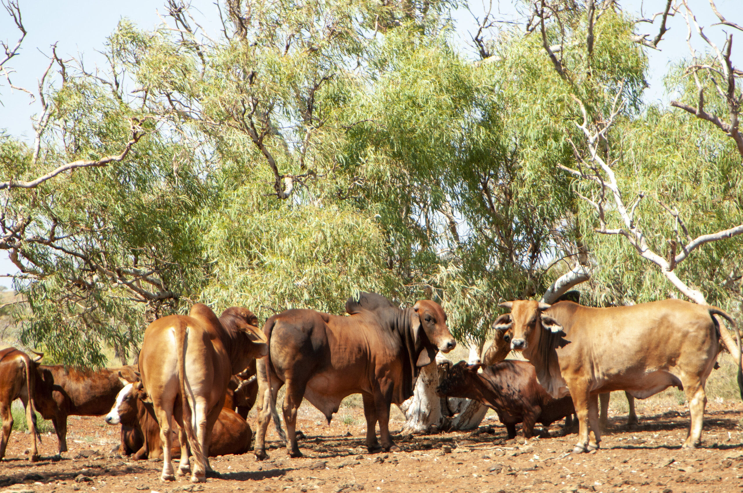 Western Australian cows