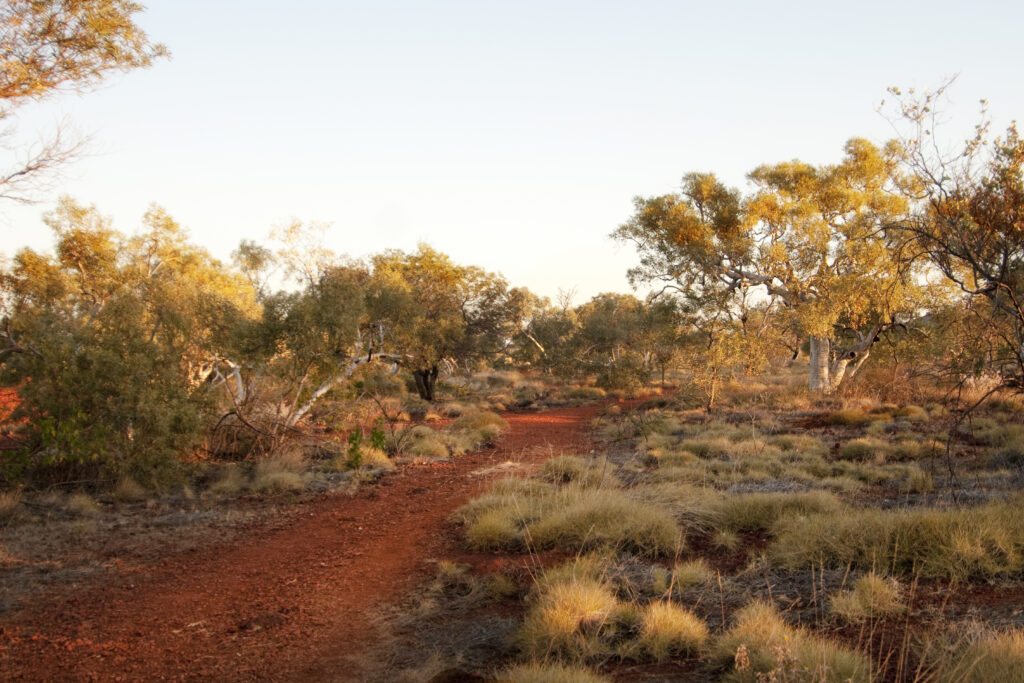Western Australian landscape